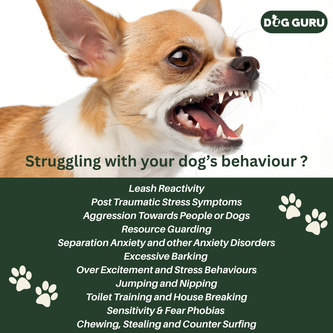 Keith Mathews The Dog Guru Facebook ad