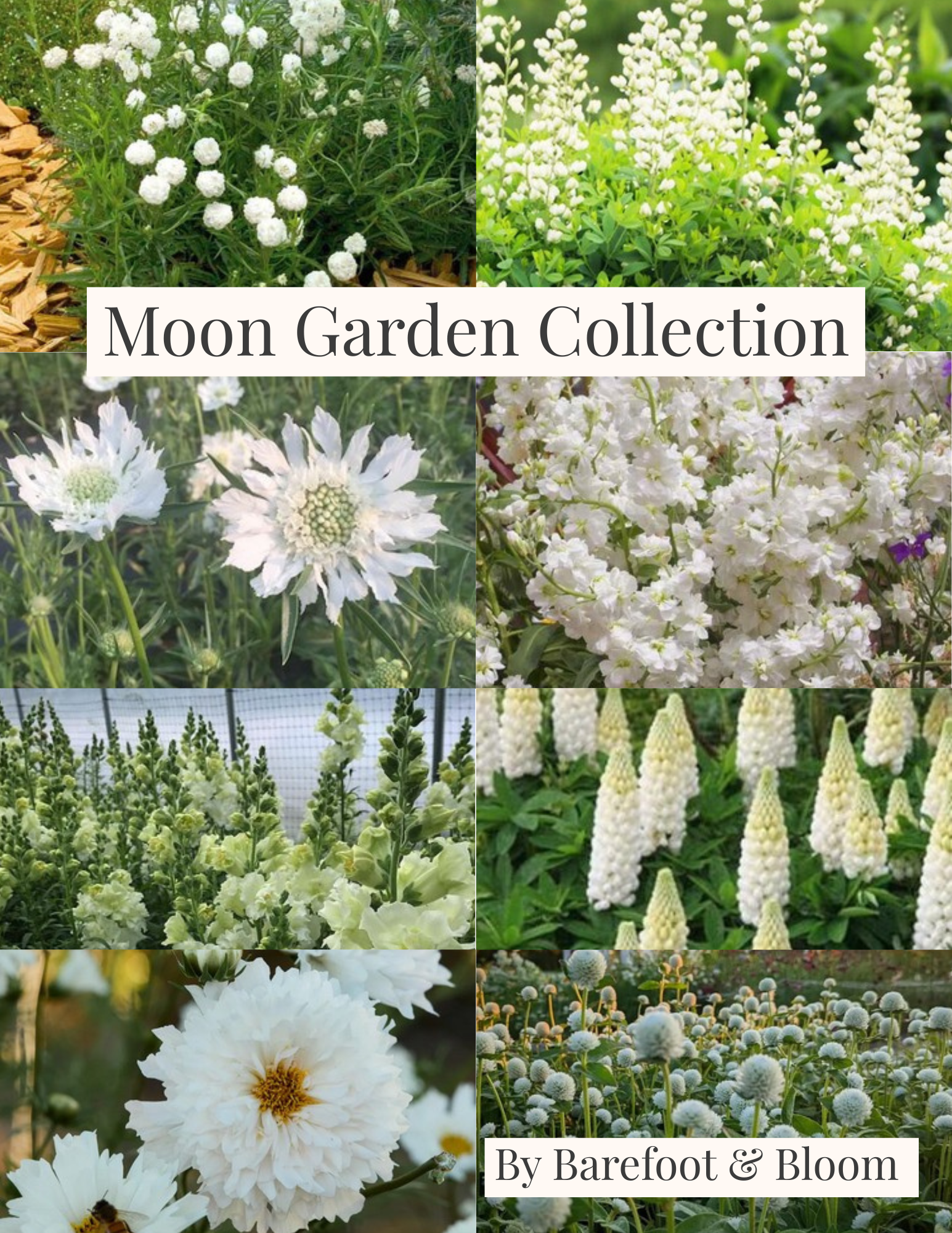 Elizabeth - Barefoot & Bloom Gardens Facebook ad: There is still time