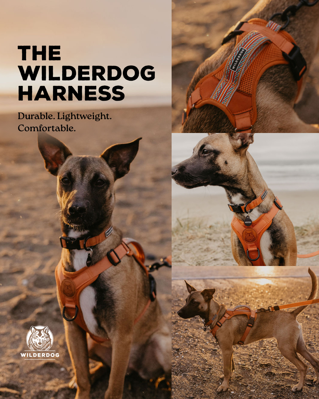 Wilderdog Facebook ad