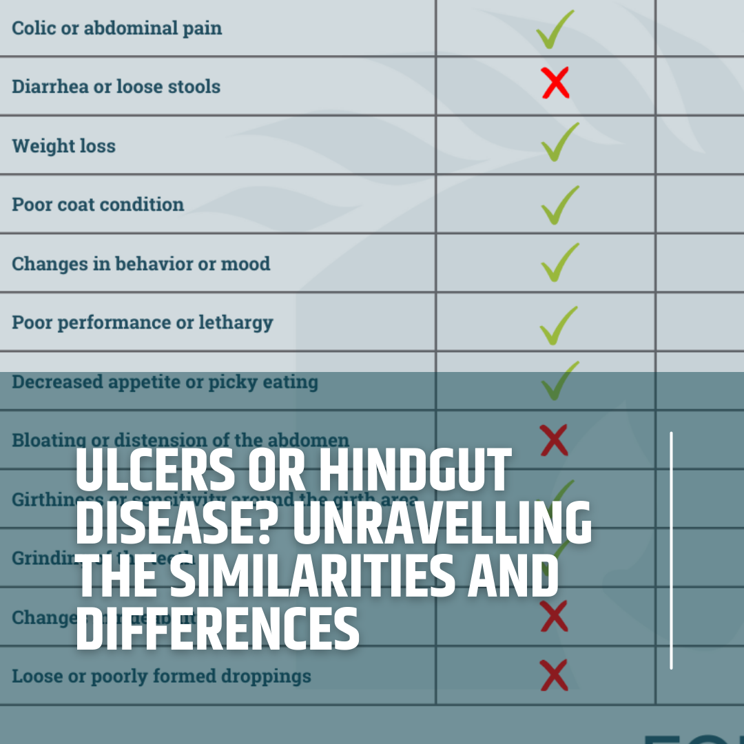 EquiNectar Facebook ad: Ulcers or Hindgut Disease? Unravelling the Similarities…