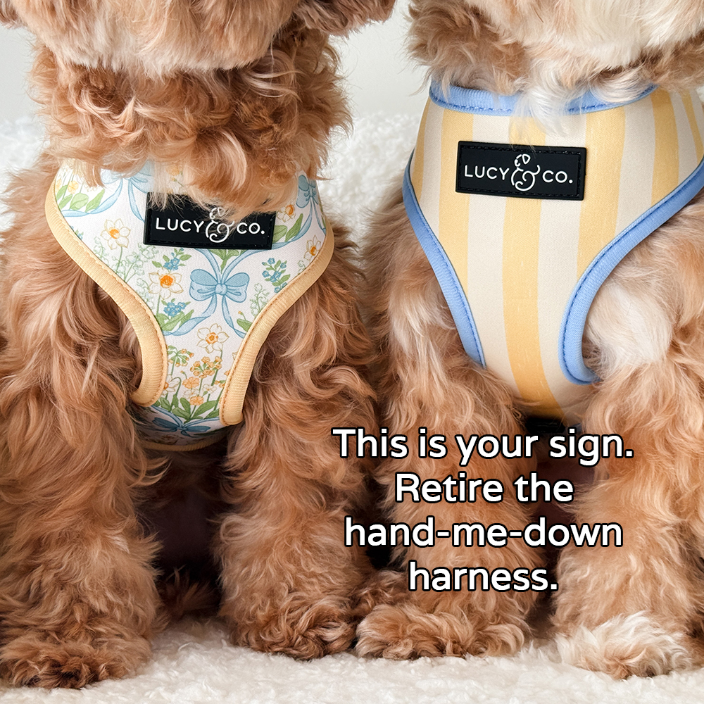 Lucy & Co. Facebook ad