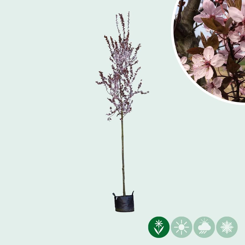 Gartencenter.de Facebook ad