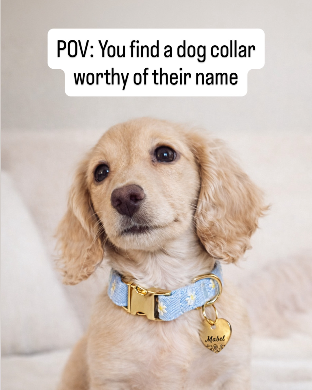 The Foggy Dog Facebook ad