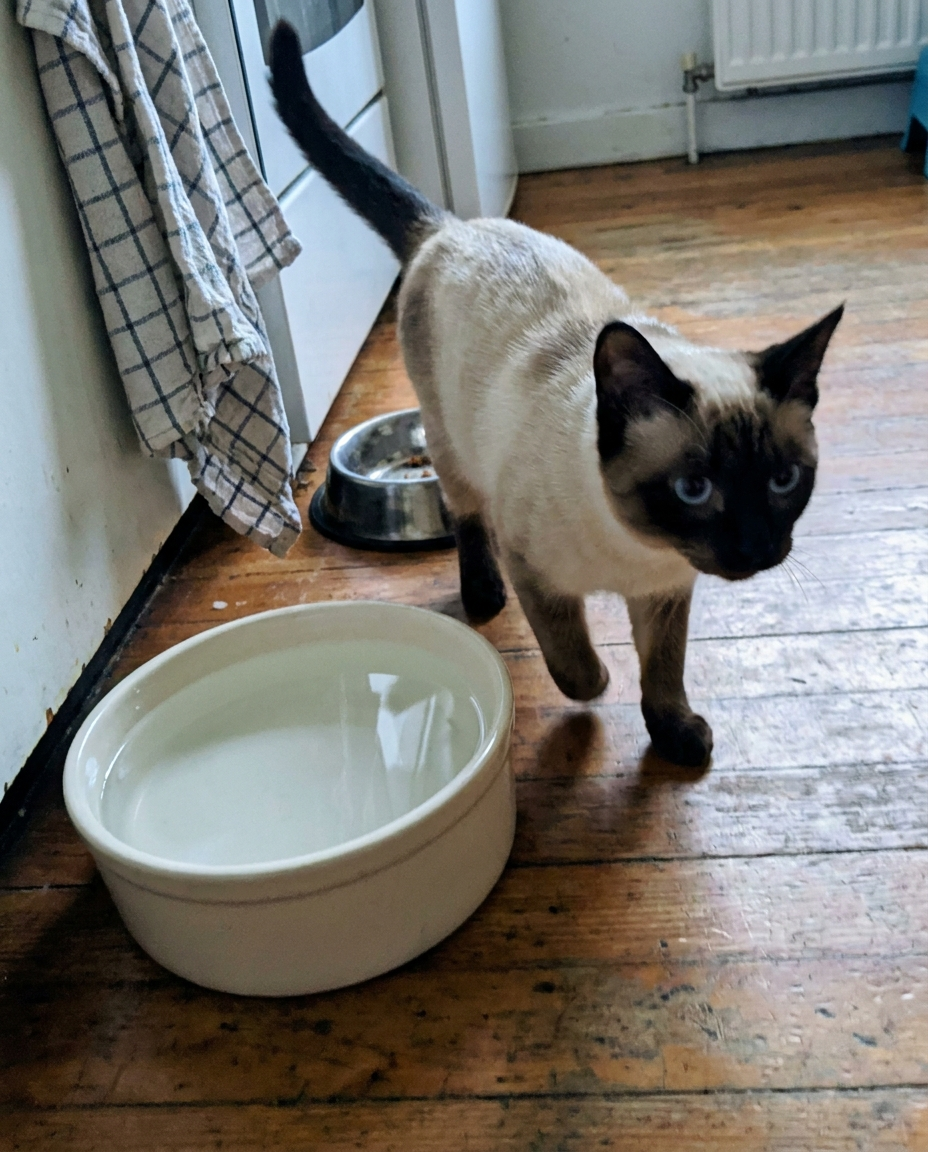Nico The Vet Facebook ad