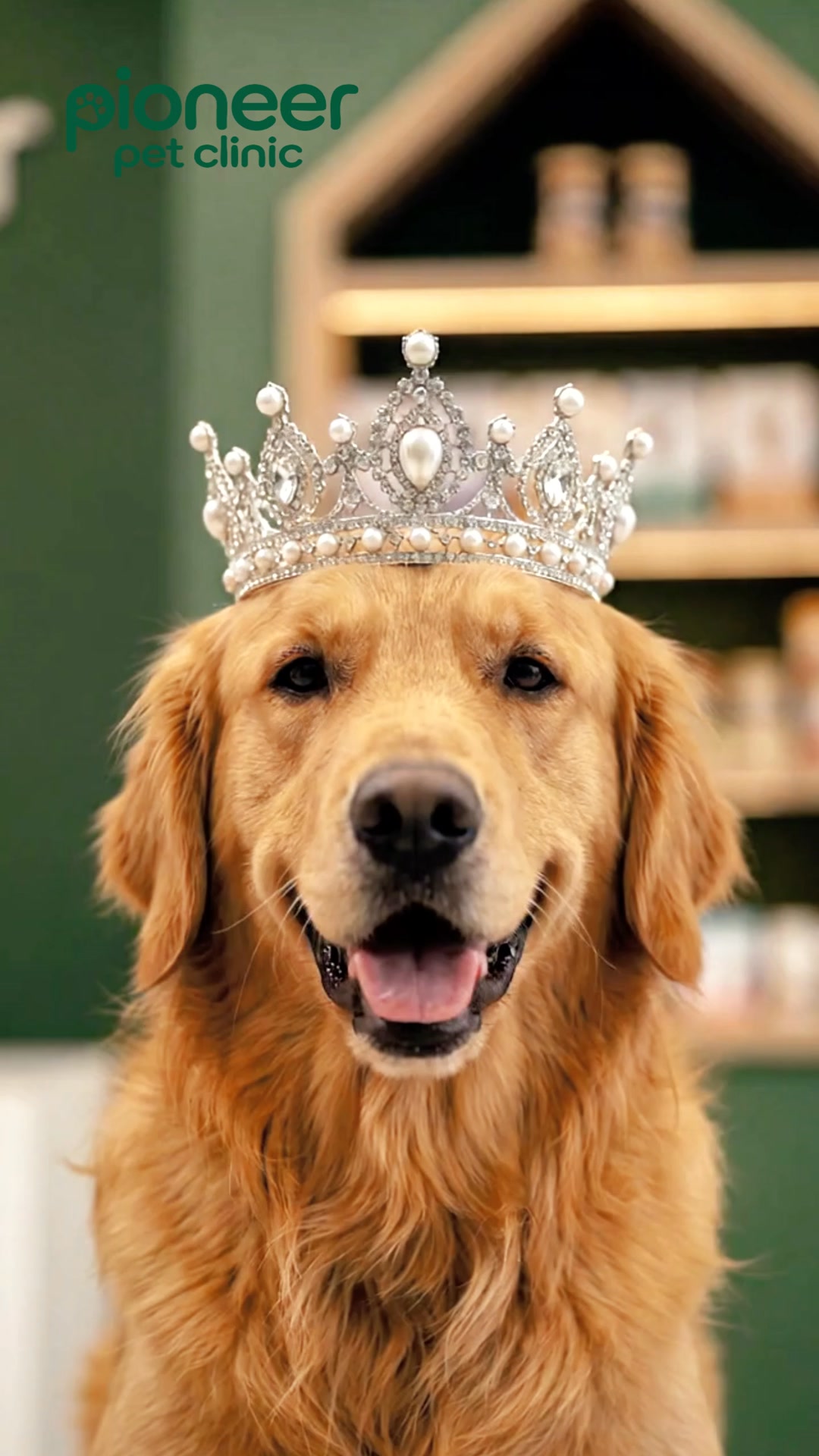 Pioneer Pet Clinic Facebook ad: Book Now!