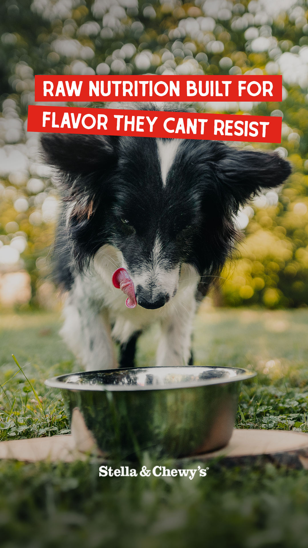 Stella & Chewy's Facebook ad
