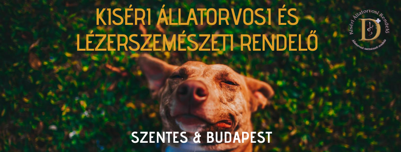 Kiséri Állatorvosi és Lézerszemészeti Szakrendelő - Szentes Facebook ad: Beszürkült kutyusa vagy cicája szeme?