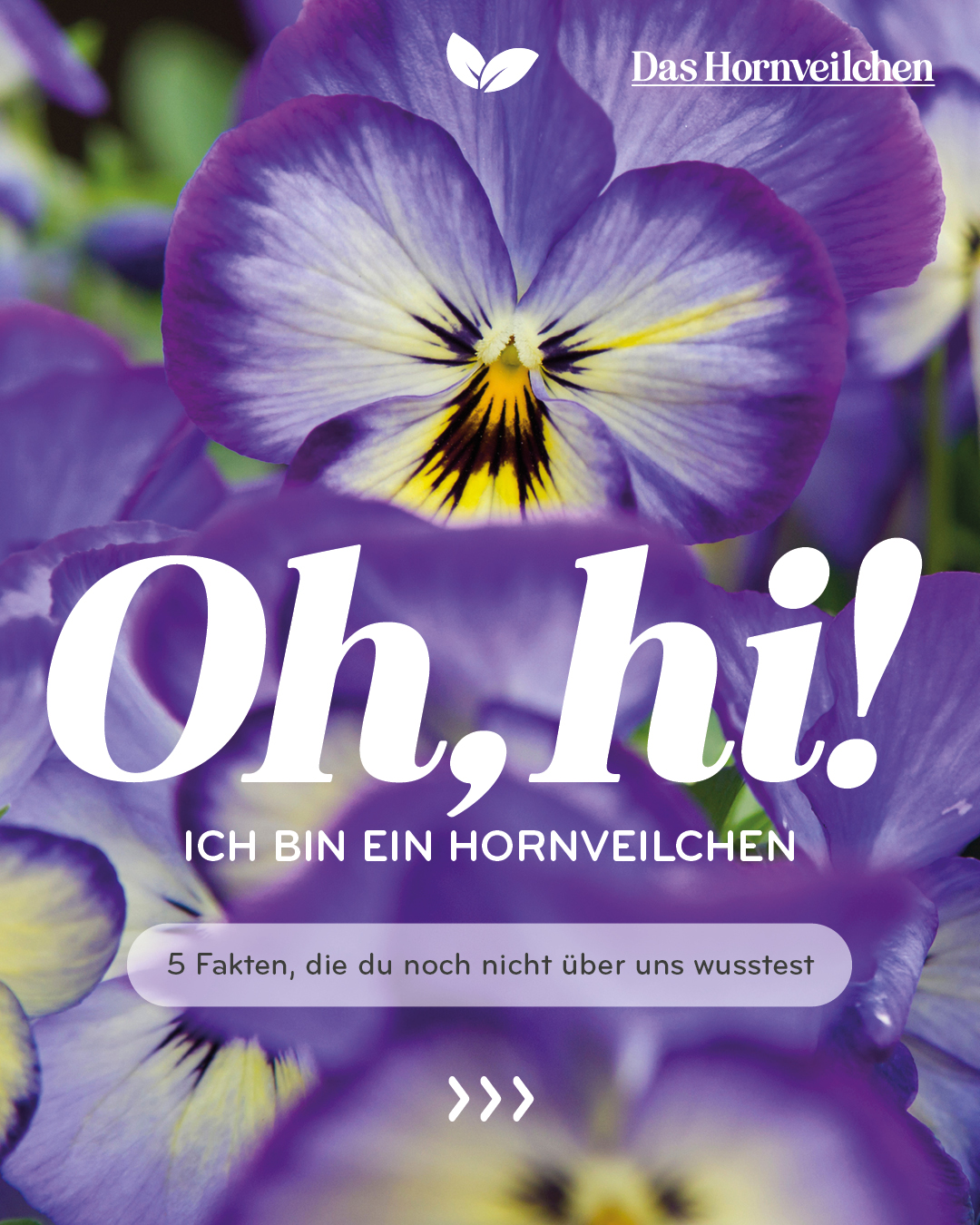 1000 gute Gründe Facebook ad: Mit ihrer üppigen Farbpalette bringen die kleinen…