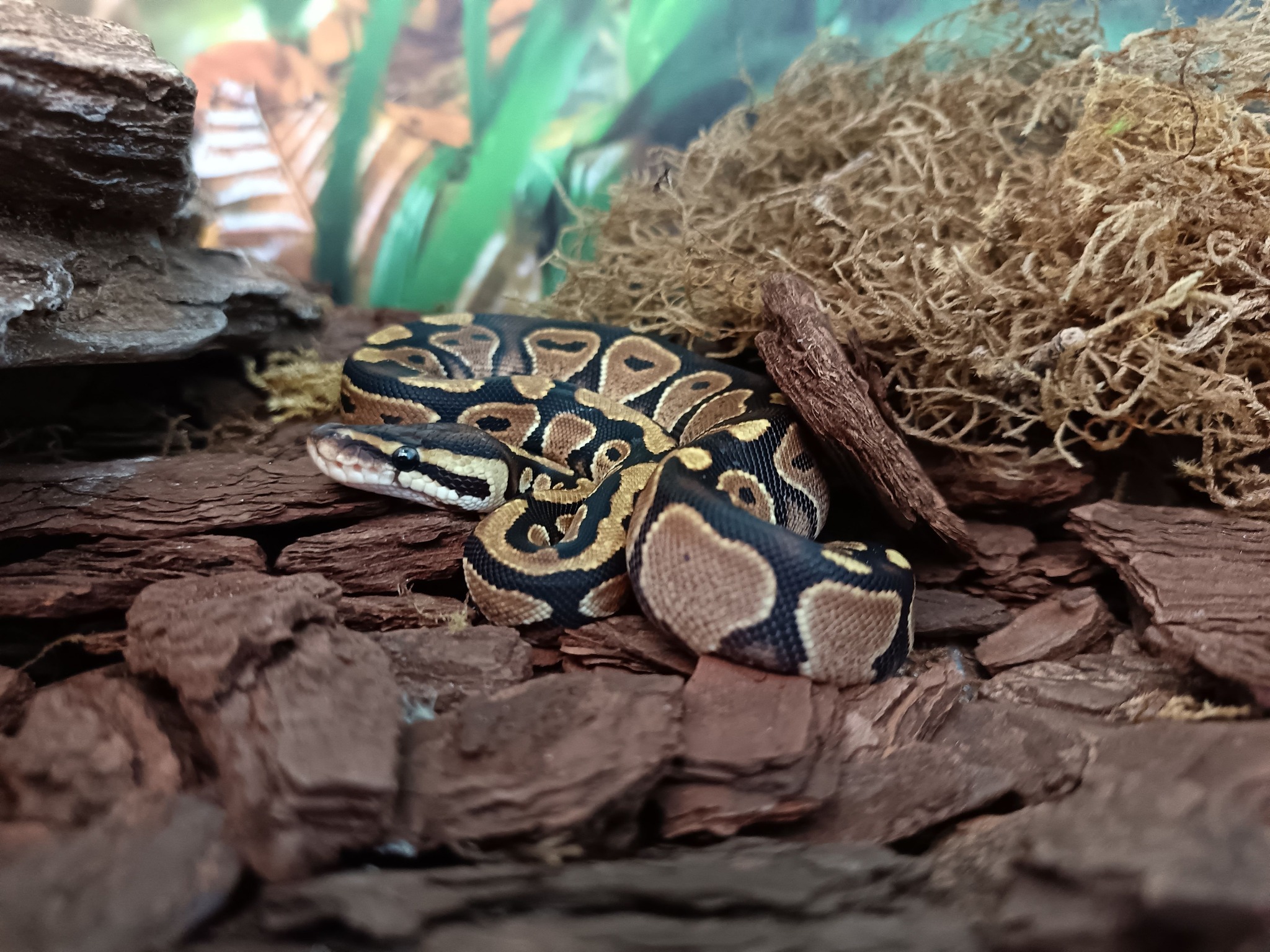 Coastal Aquariums & Pet Supplies Facebook ad