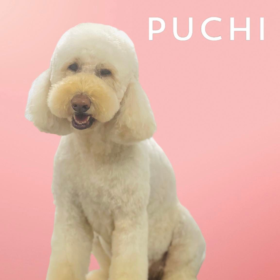 Puchi Dog Grooming Jersey Facebook ad