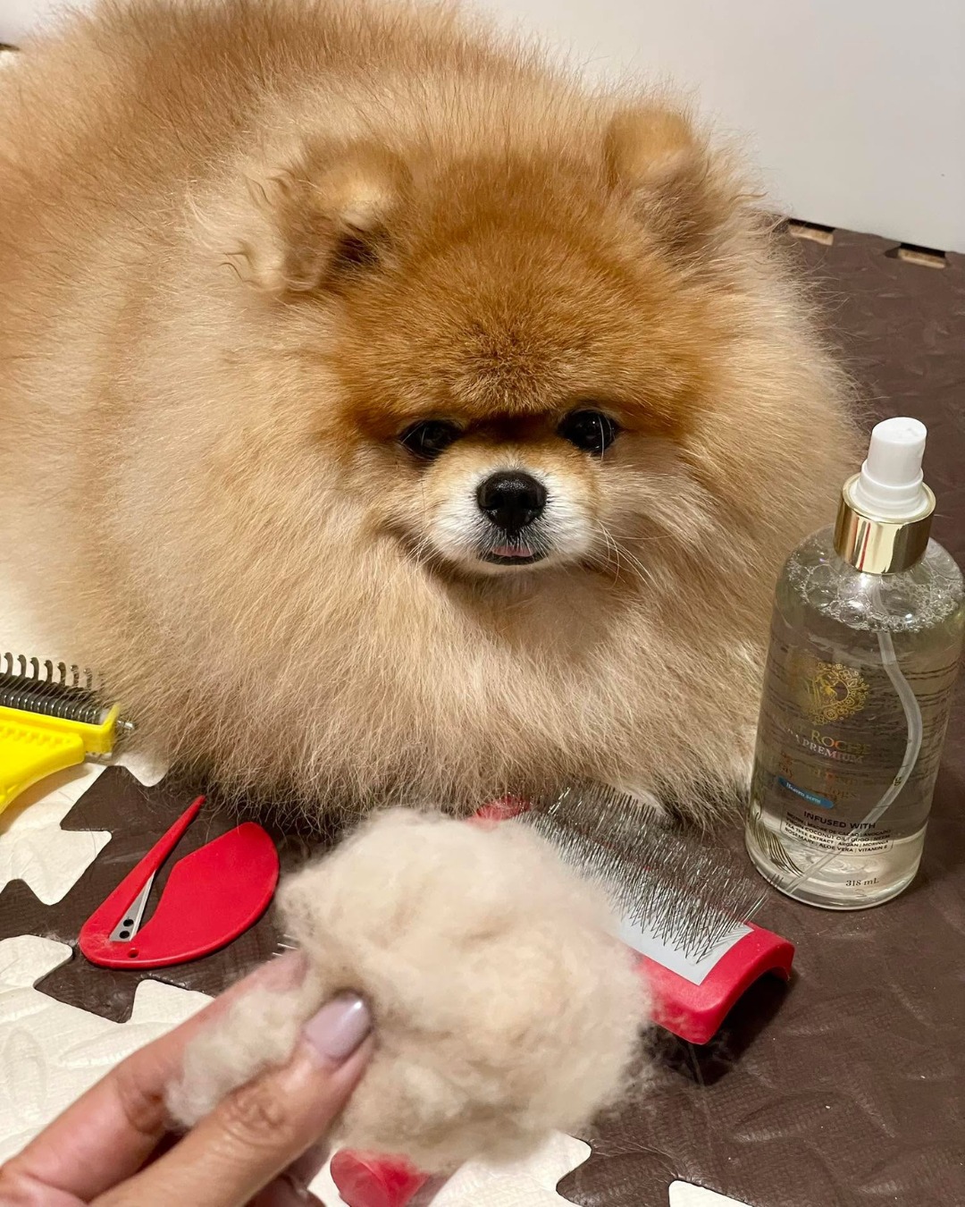 Saint Roche Premium Dog Shampoo Facebook ad