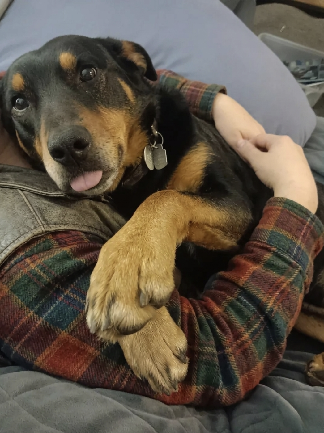 Sophie's DaiIy BIog Post Facebook ad: Read this if you have a dog.