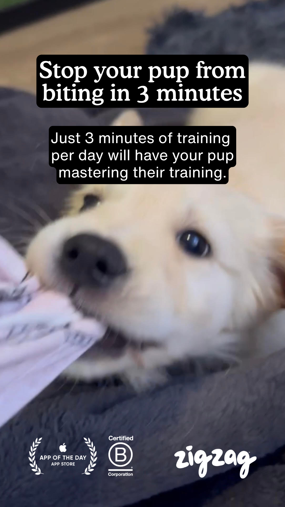 Zigzag Puppy Coach Facebook ad