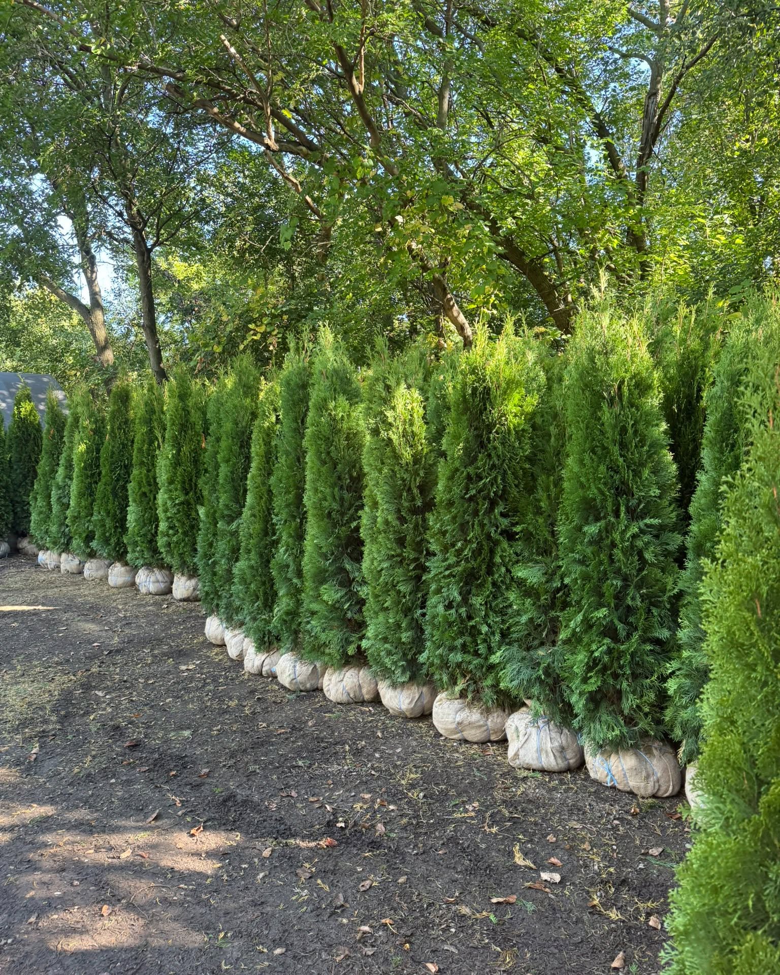 Arthur Miekina Facebook ad: 2026 Arborvitae Privacy Trees, Reserve Your Trees Early