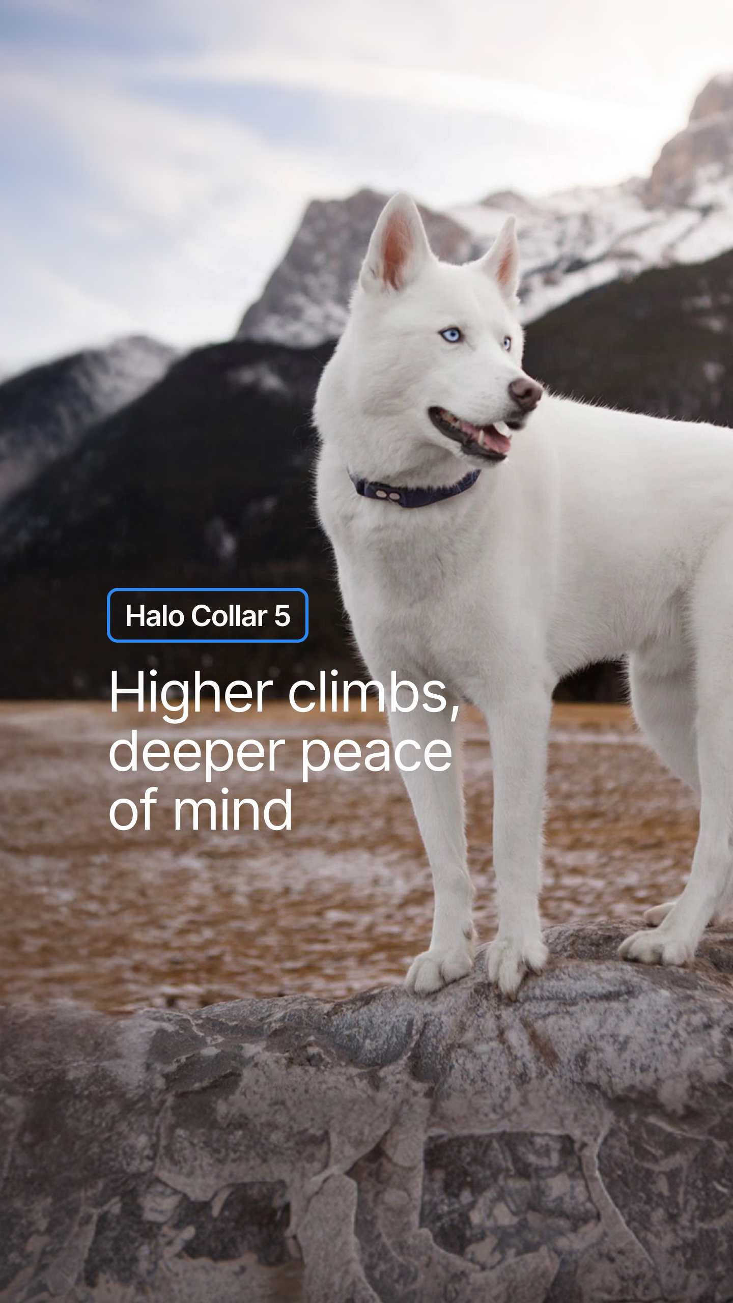 Halo Collar Facebook ad