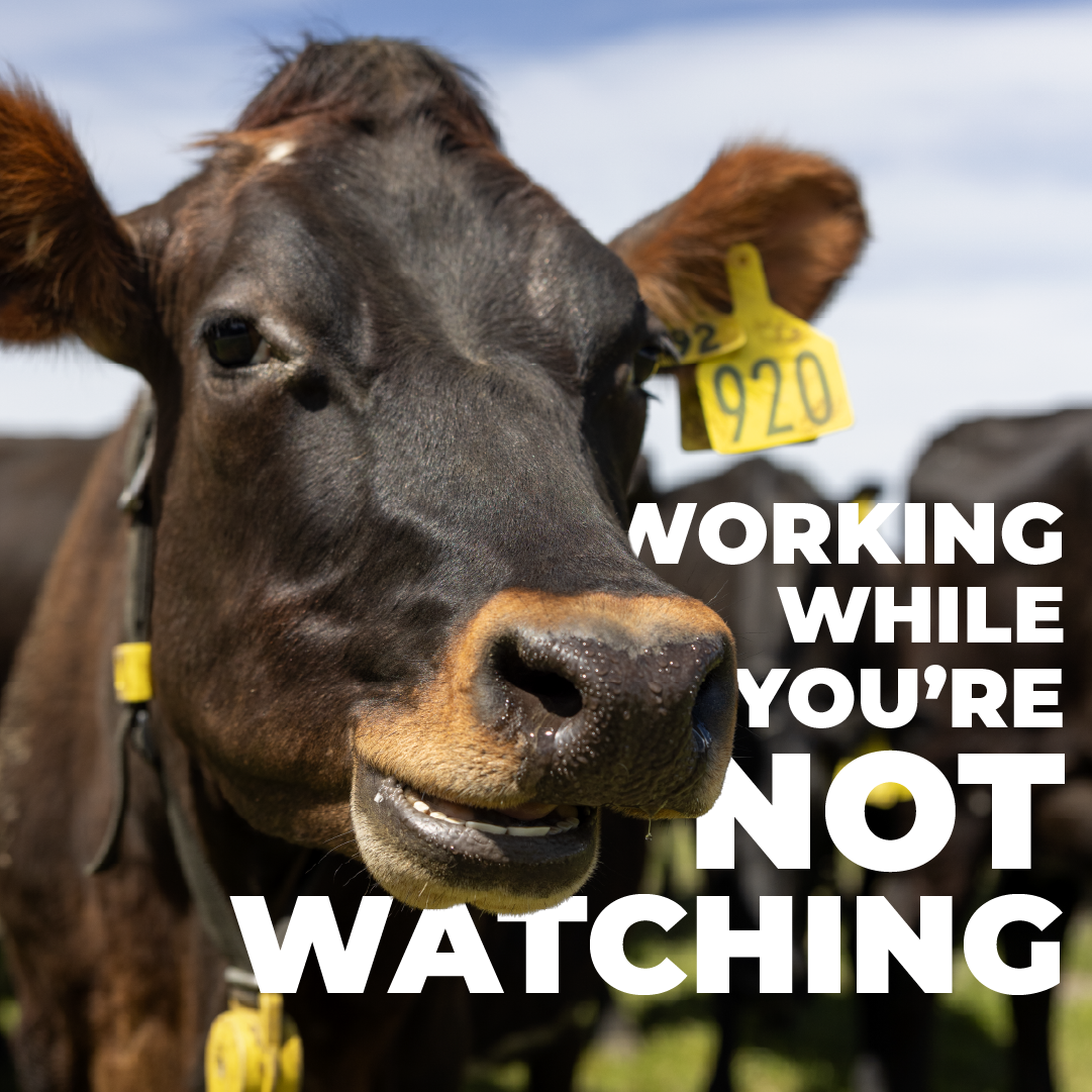 Datamars Livestock NZ Facebook ad: Another set of eyes