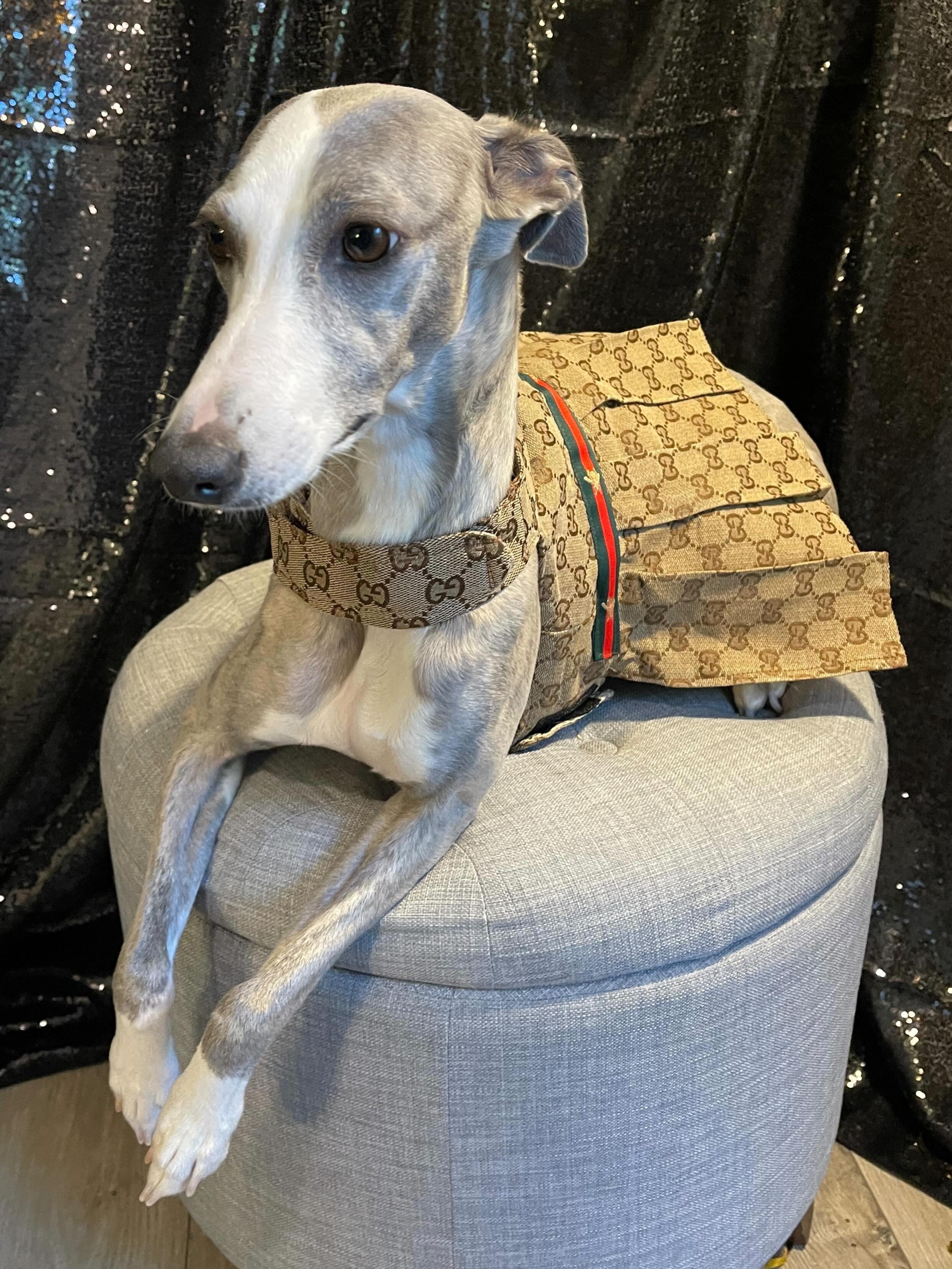 Tails Avenue Facebook ad: 20% OFF store wide