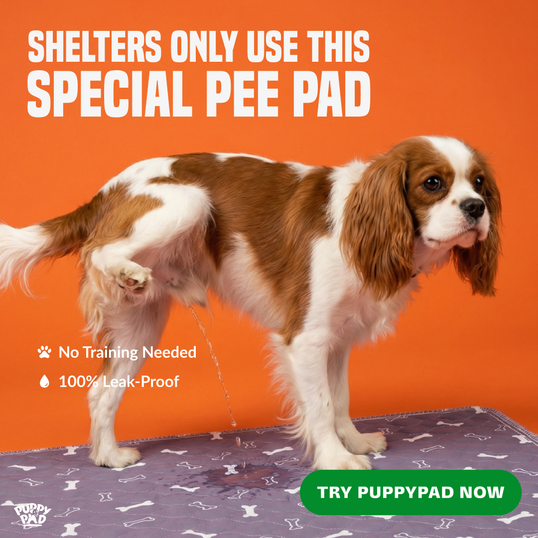 PuppyPad Facebook ad