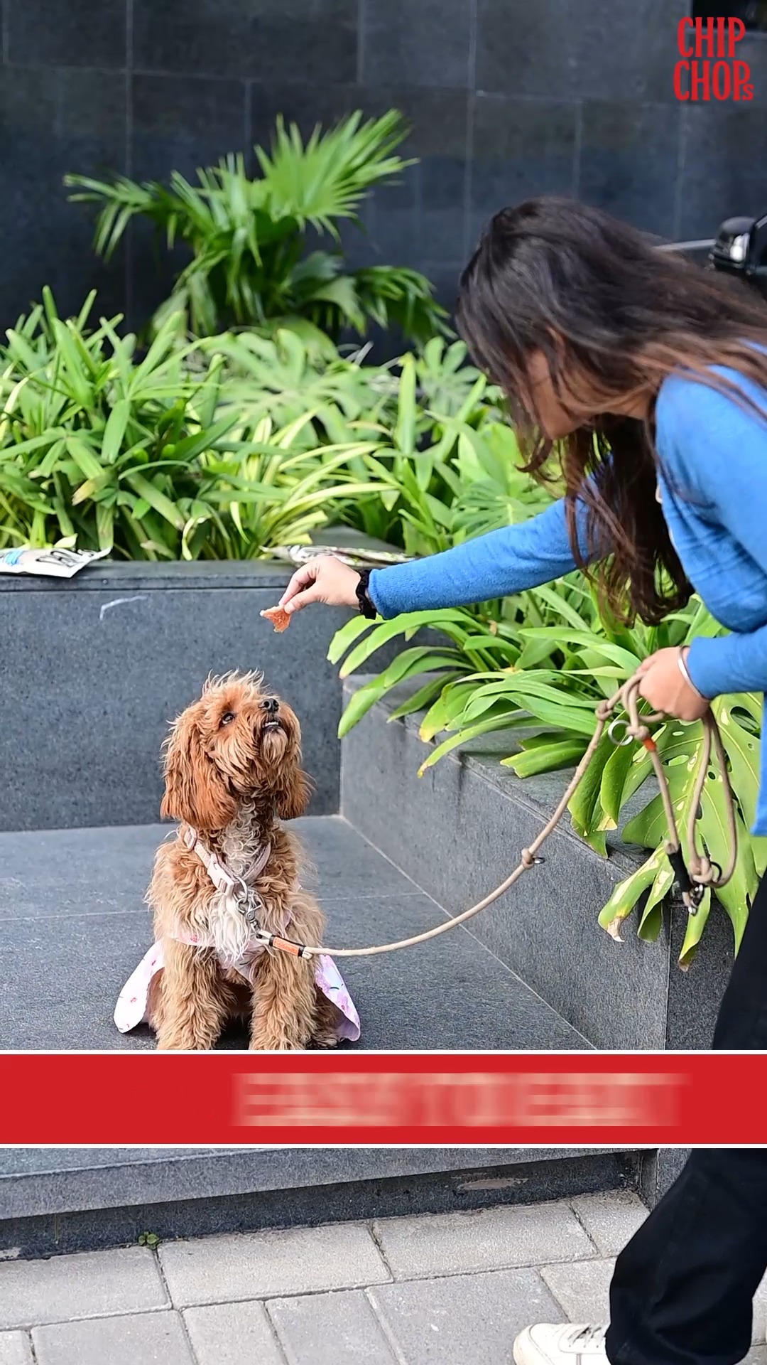 CHIP CHOPS Facebook ad: Every good dog deserves a reward as pure…