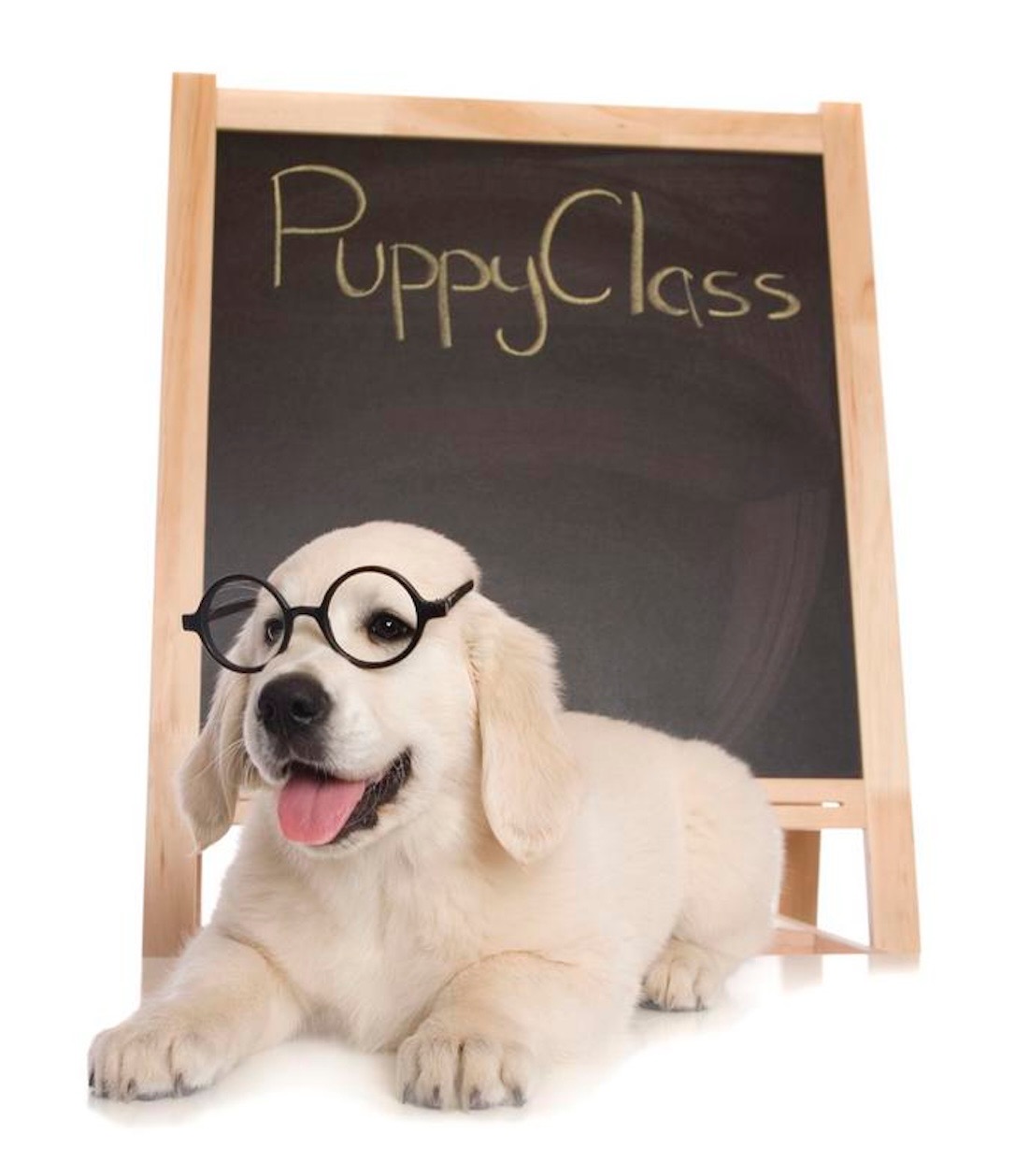 Club K-9 Training Center Facebook ad: Your dog wants to learn, they really do!