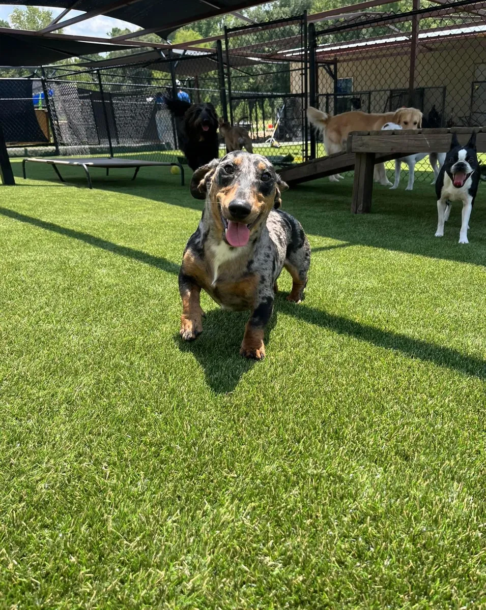 ForeverLawn Mid-Tex Facebook ad: Transform Dog Facilities with K9Grass Elite