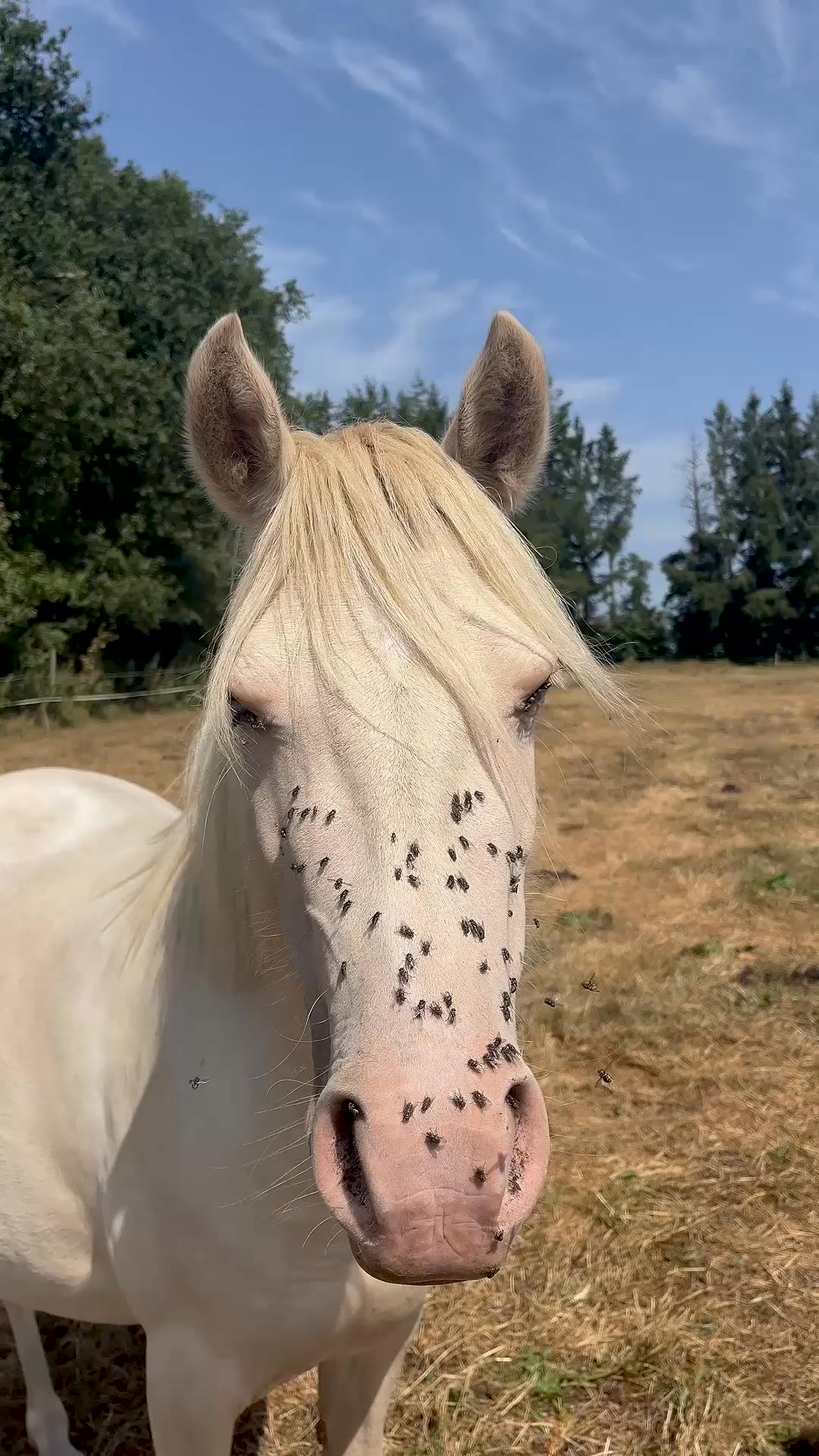Cura naturale Facebook ad: Huile répulsive cheval