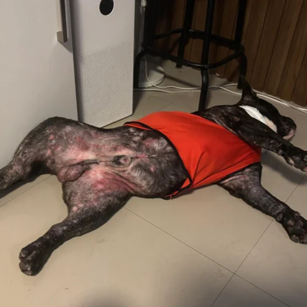 Katie's Dog Mom Diary Facebook ad