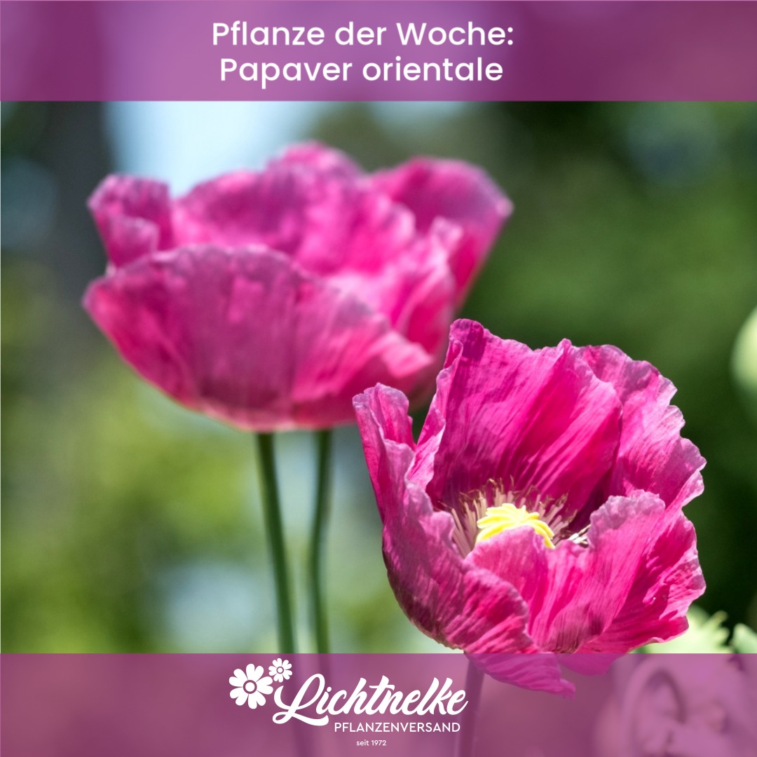 Lichtnelke Pflanzenversand Facebook ad: Unsere Pflanzen der Woche!