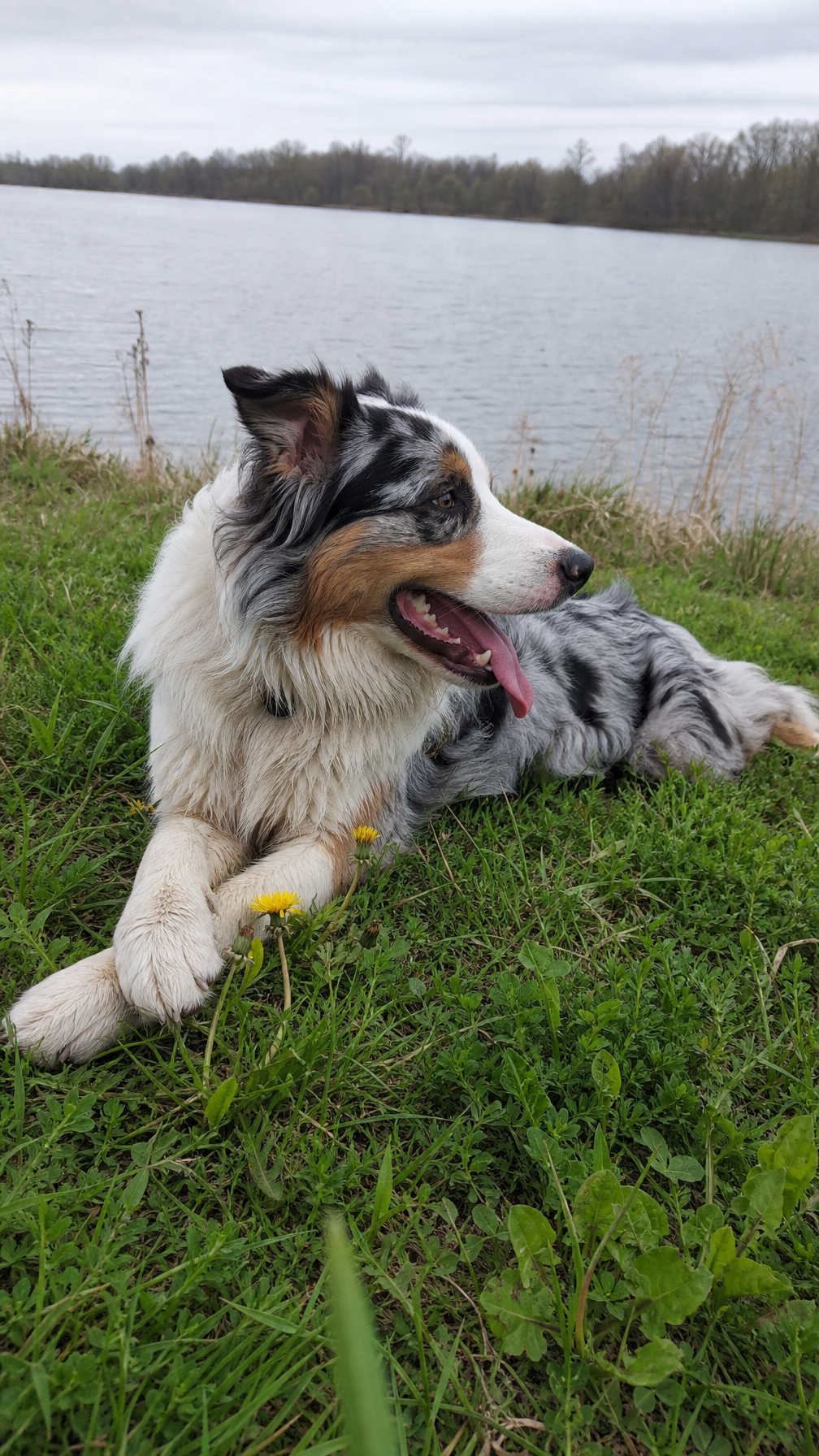 Lisa V. Facebook ad: Comienza el Desafío de estimulación del nervio vago