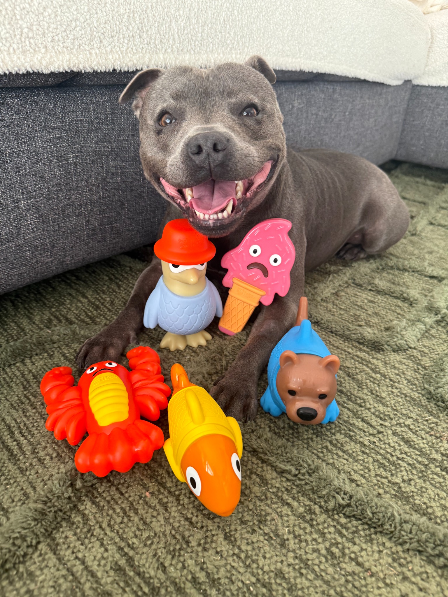 Nylah the blue Staffy  Facebook ad