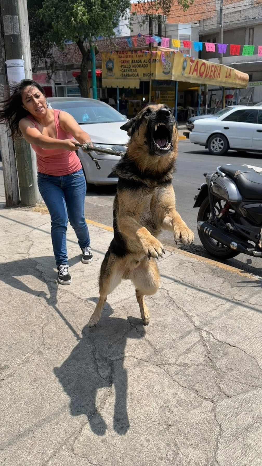 Caleb Harrison Facebook ad: Comienza el Desafío de disciplina K9
