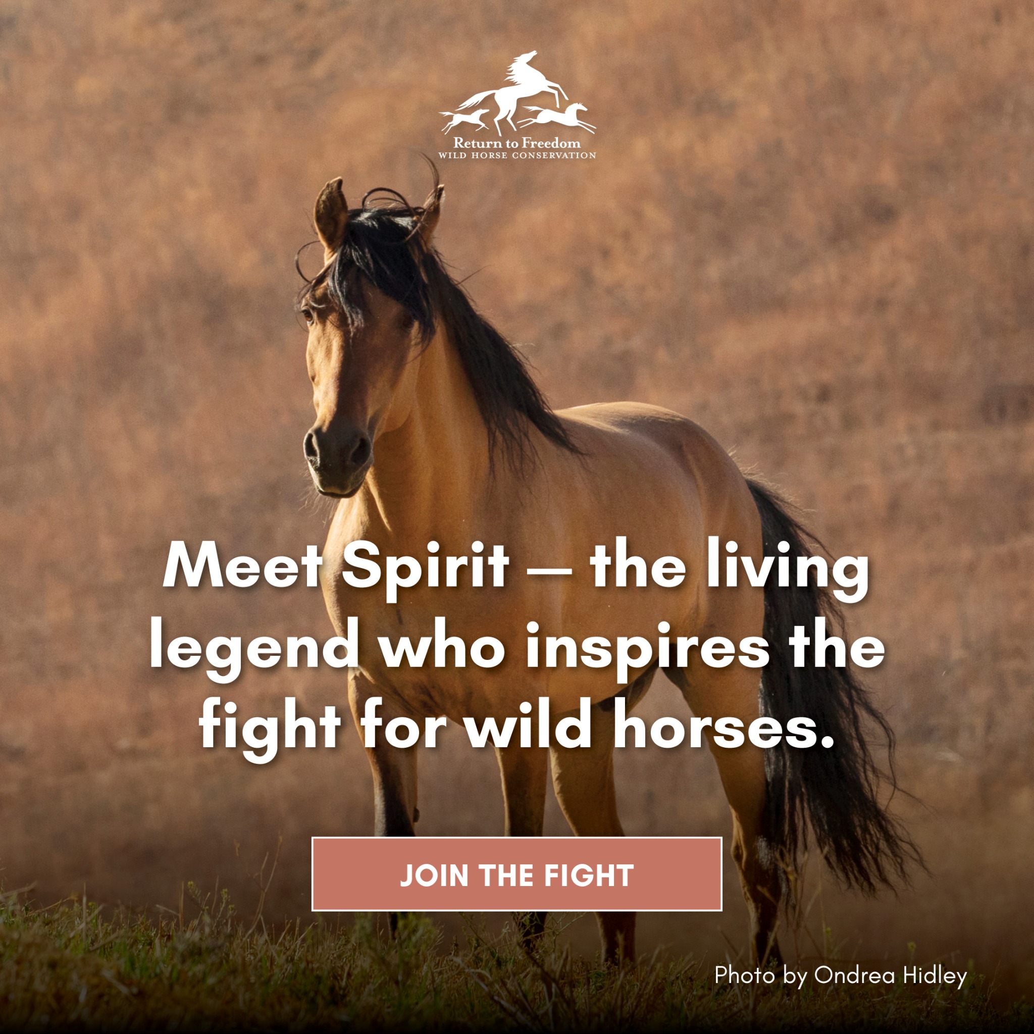 Return To Freedom, Wild Horse Conservation Facebook ad: Meet Spirit, The Legend Lives On