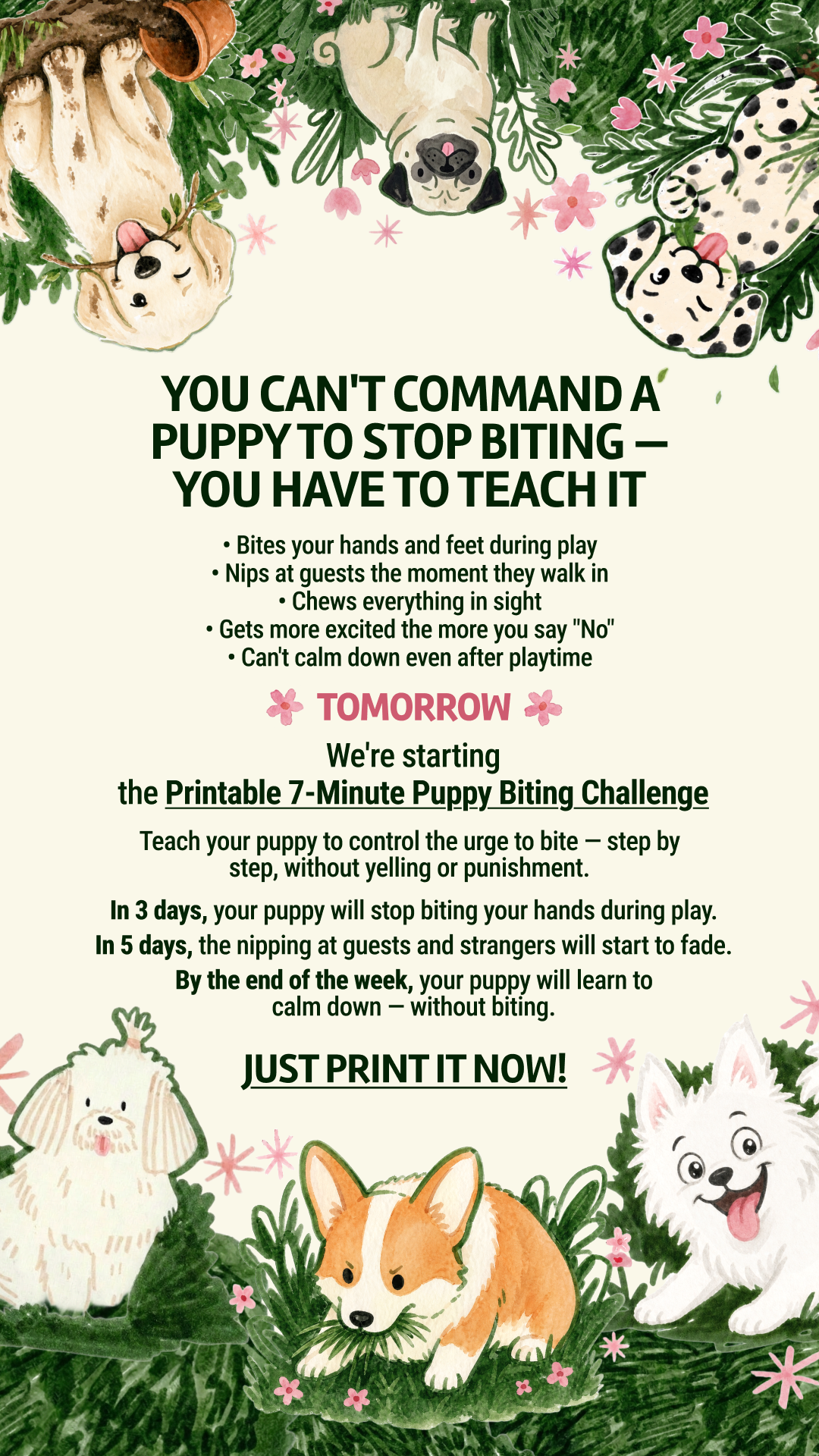 Dog Training & Tips Facebook ad