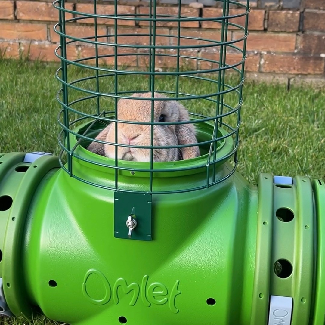 Omlet - Remarkable Pet Products Facebook ad
