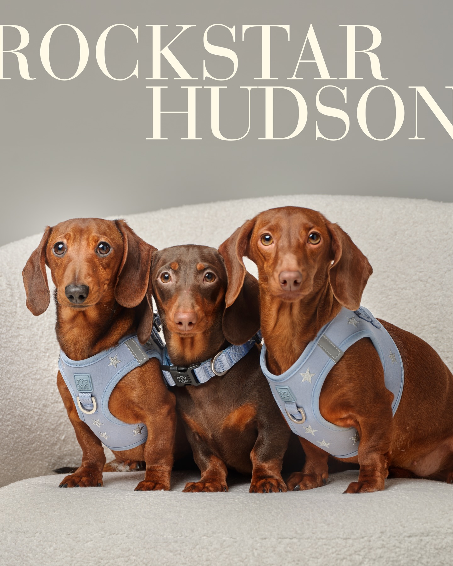 Dogistry Facebook ad