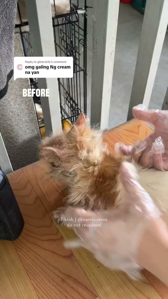 WOOF Premium Organic Dog Shampoo and Soap Facebook ad: 𝗡𝗔𝗧𝗨𝗥𝗔𝗟 𝗖𝗔𝗥𝗘 para sa iyong fur babies!