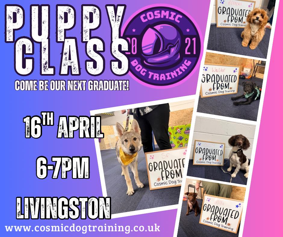 Cosmic Dog Training Facebook ad: Classes | Cosmic Dog Training
