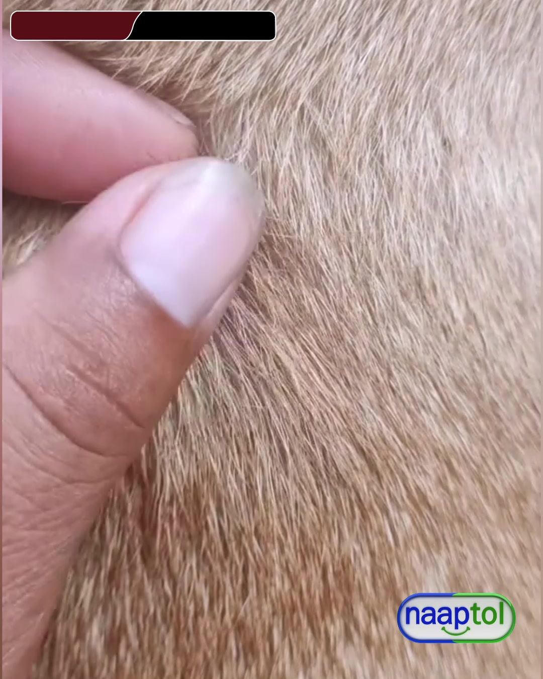 Pet Supplies H1 U4 Facebook ad: Keep Your Pet Tick-Free