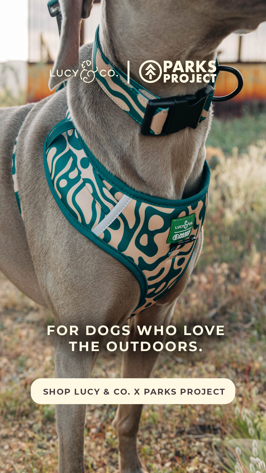 Lucy & Co. Facebook ad