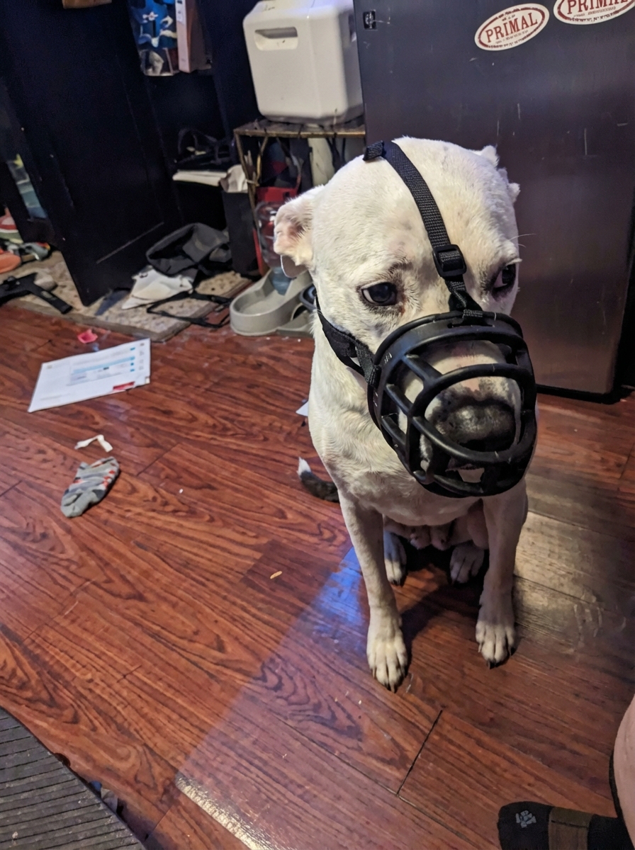 Canine Stress Research Institute Facebook ad