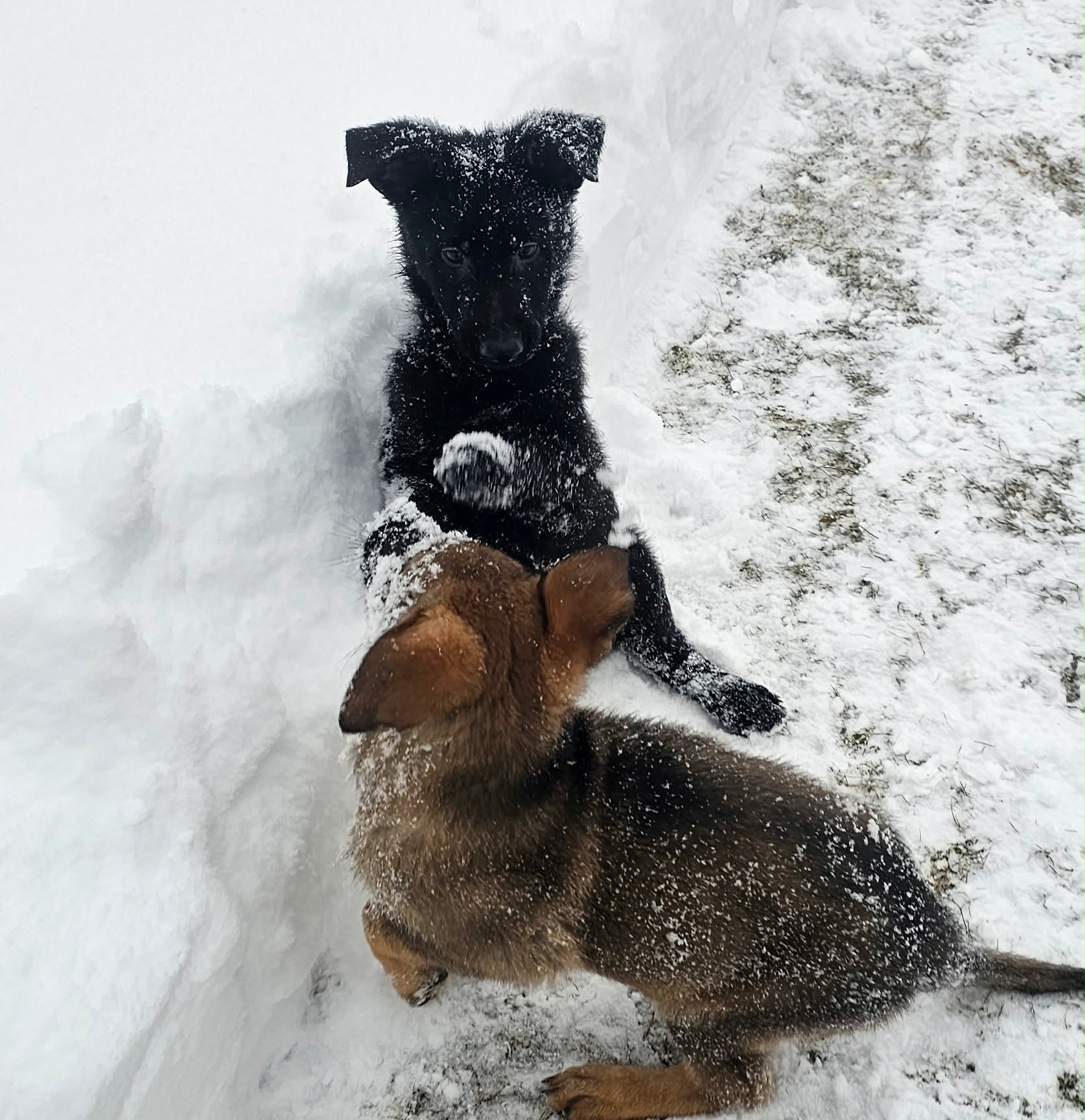 Hirten Bray Hugel, #German Shepherd Dogs Facebook ad: Perseus Ad-Gur x Xena od Troch Jazier pups…