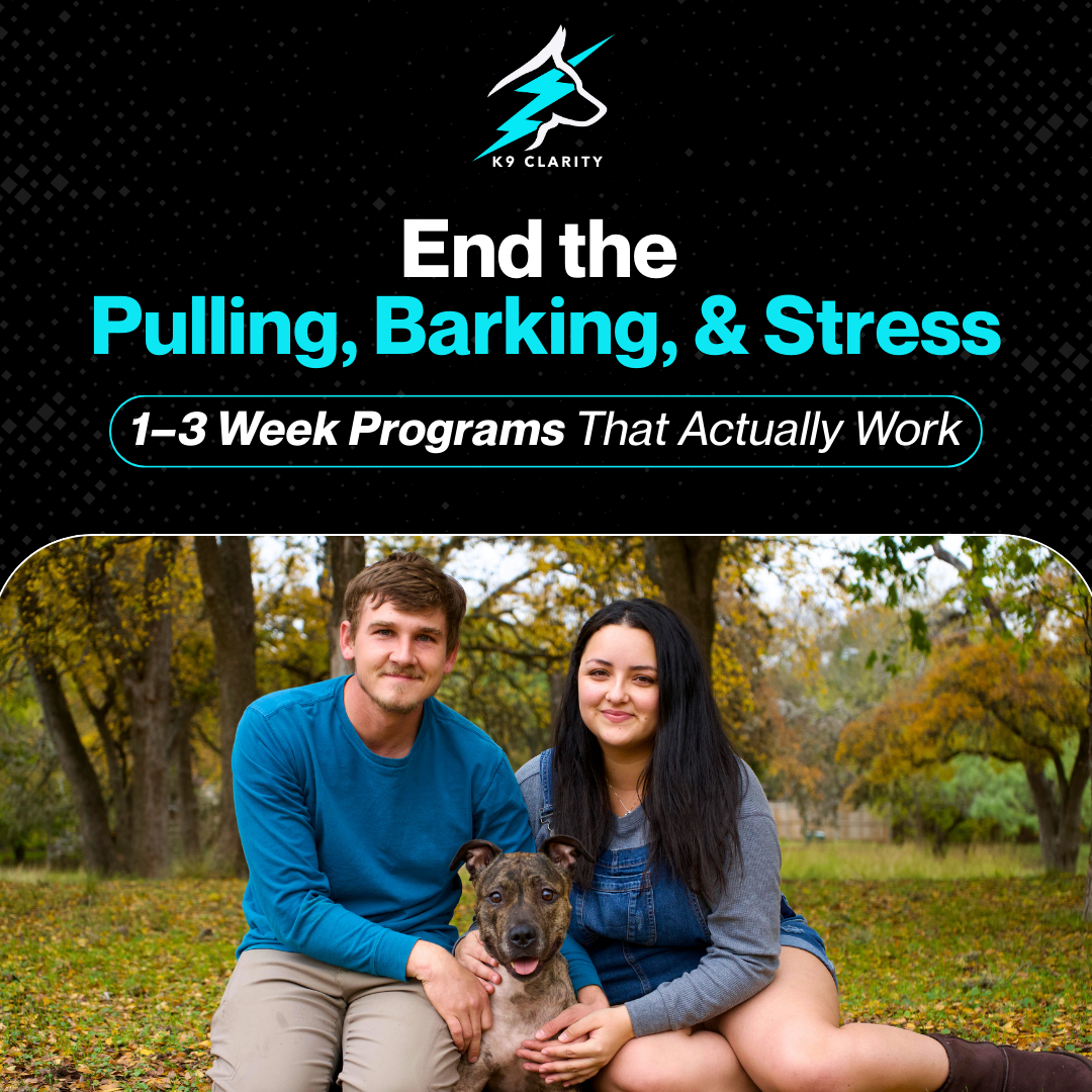 K9 Clarity Facebook ad: Don’t Put Training Off Again