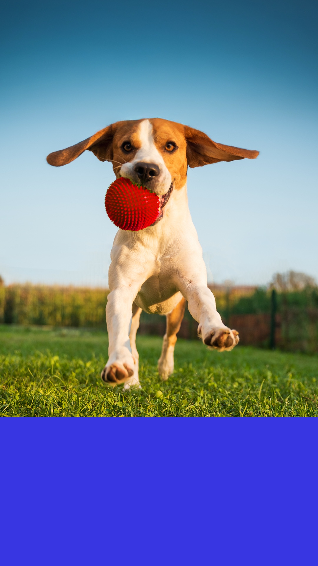 Barfoot & Thompson Facebook ad