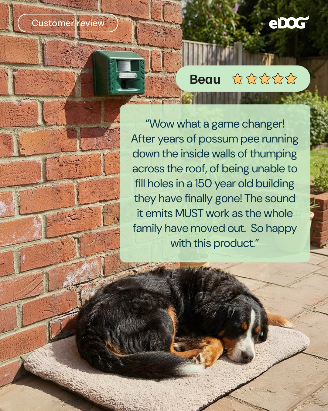 eDog Facebook ad: Hearing how much peace of mind our PestGuard…