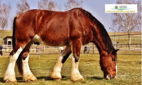 Mokopane Veterinary Laboratory and State Vet Facebook ad: Agricultur Hoedspruit