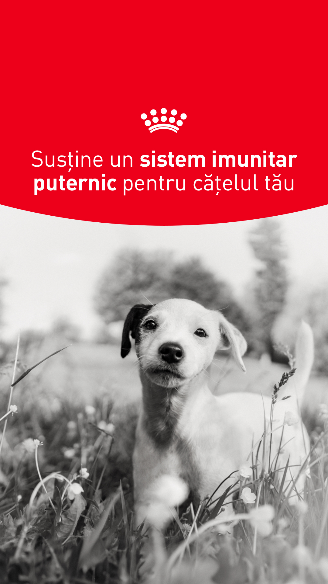 Royal Canin Facebook ad from Apr 24, 2026