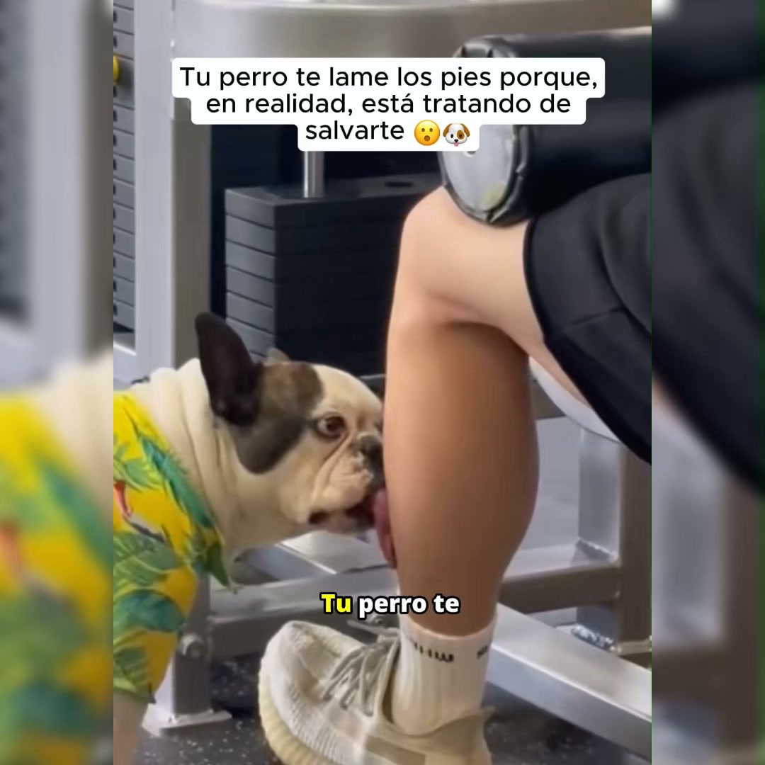Puainta Pets Facebook ad: ¿Se lame las patas una y otra vez?