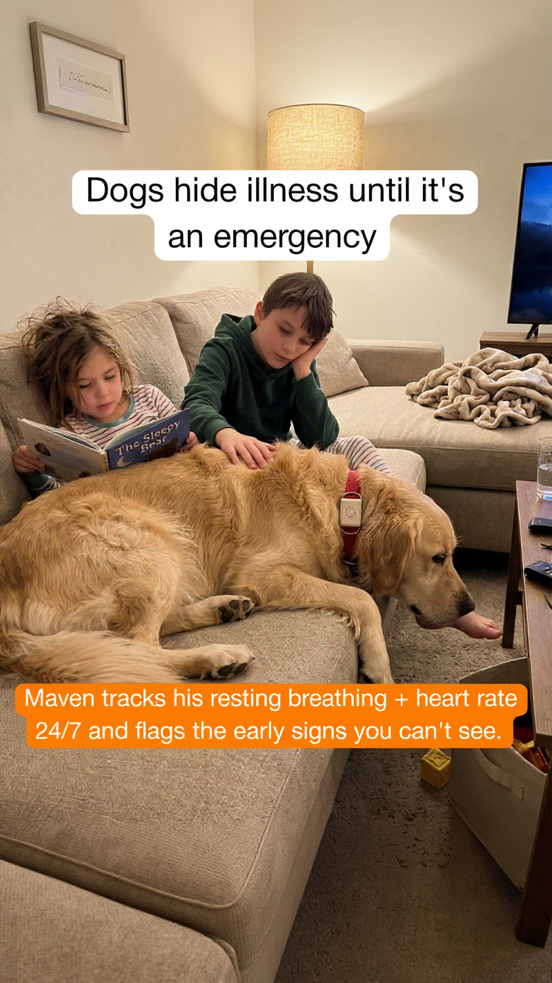 Maven Pet Facebook ad