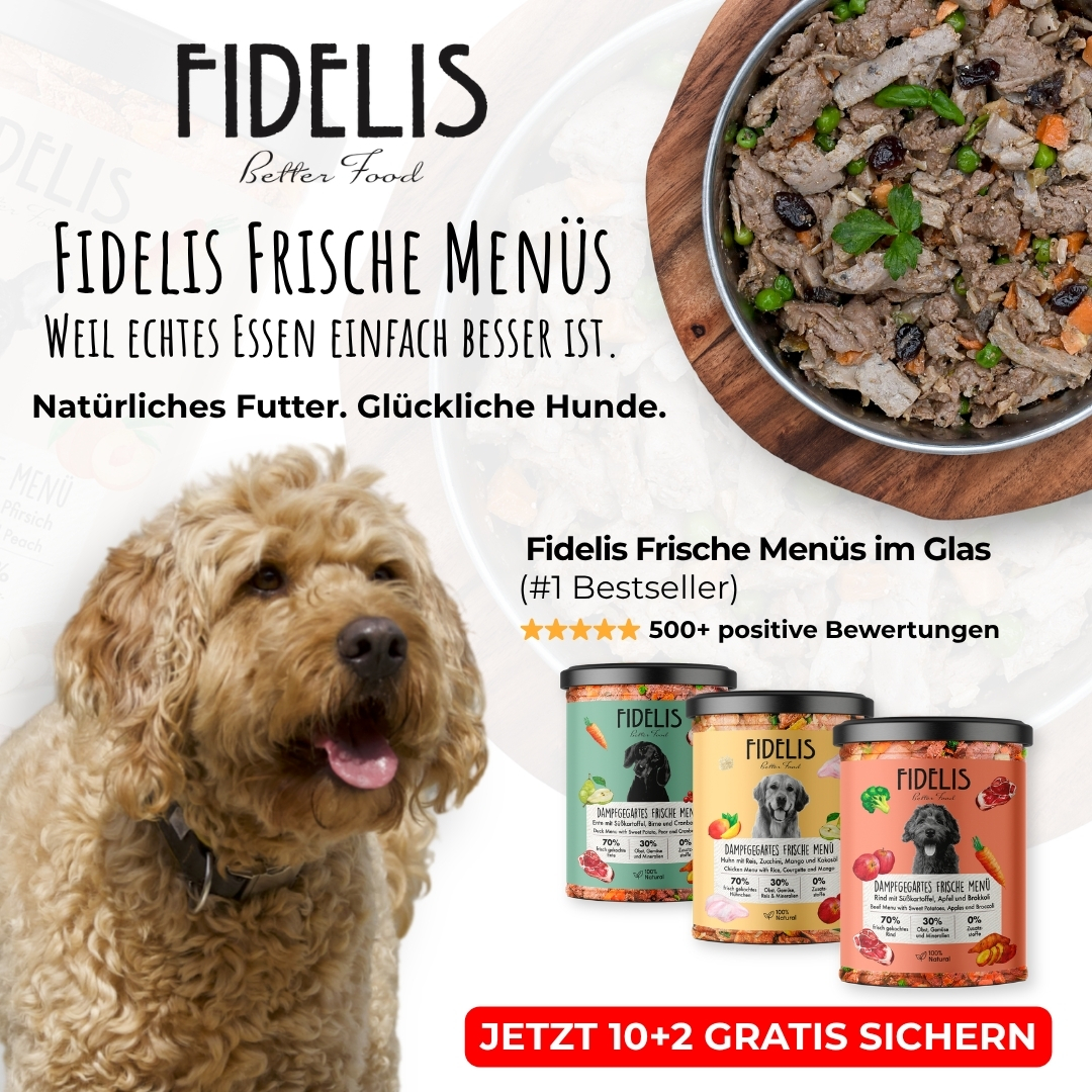 Fidelis.dog Facebook ad
