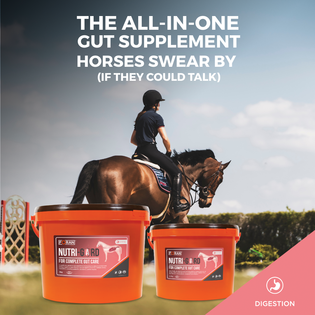 Foran Equine Facebook ad